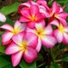 see more listings in the Plumeria Plants section