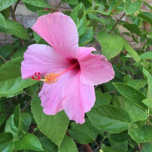 Live Pink Hibiscus Plant – Tropical Flowering Plant for Garden or Patio | Beautiful Blooms