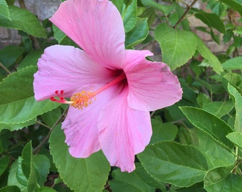 Live Pink Hibiscus Plant: Tropical Blooms for Garden or Patio