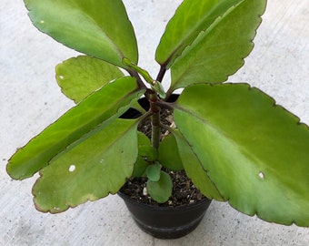 Succulent “Kalanchoe Pinnata” Starter Plant A Very Easy To Grow