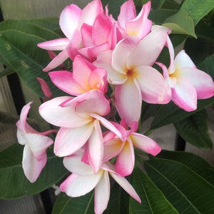 Belles fleurs de plumeria rose Un cadeau parfait NOTRE GARANTIE image 4