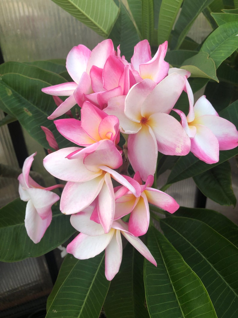 Belles fleurs de plumeria rose Un cadeau parfait NOTRE GARANTIE image 4