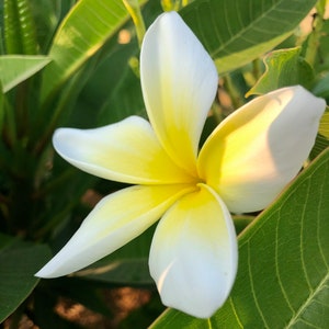 Yellow Plumeria Plant – Live Tropical Frangipani with Fragrant Yellow Blooms – Rooted or Potted Flowering Tree – Easy Exotic Garden Plant