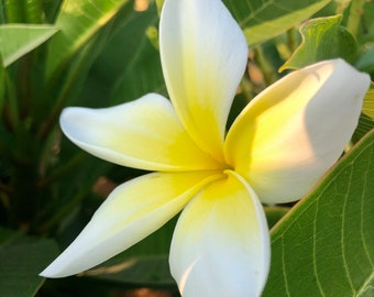 Yellow Plumeria Plant A Perfect Gift OUR GUARANTEE