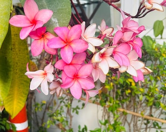 Live Rooted Plumeria Plant – Hawaiian Frangipani Flower – Easy Grow Tropical Patio Plant – Fragrant Blooms
