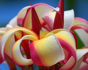 Plumeria Plant Candy Stripe Un cadeau parfait NOTRE GARANTIE