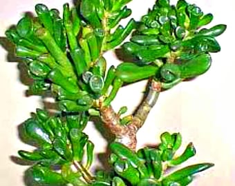 Succulent Jade Plant or Cutting, Easy to Grow Houseplant