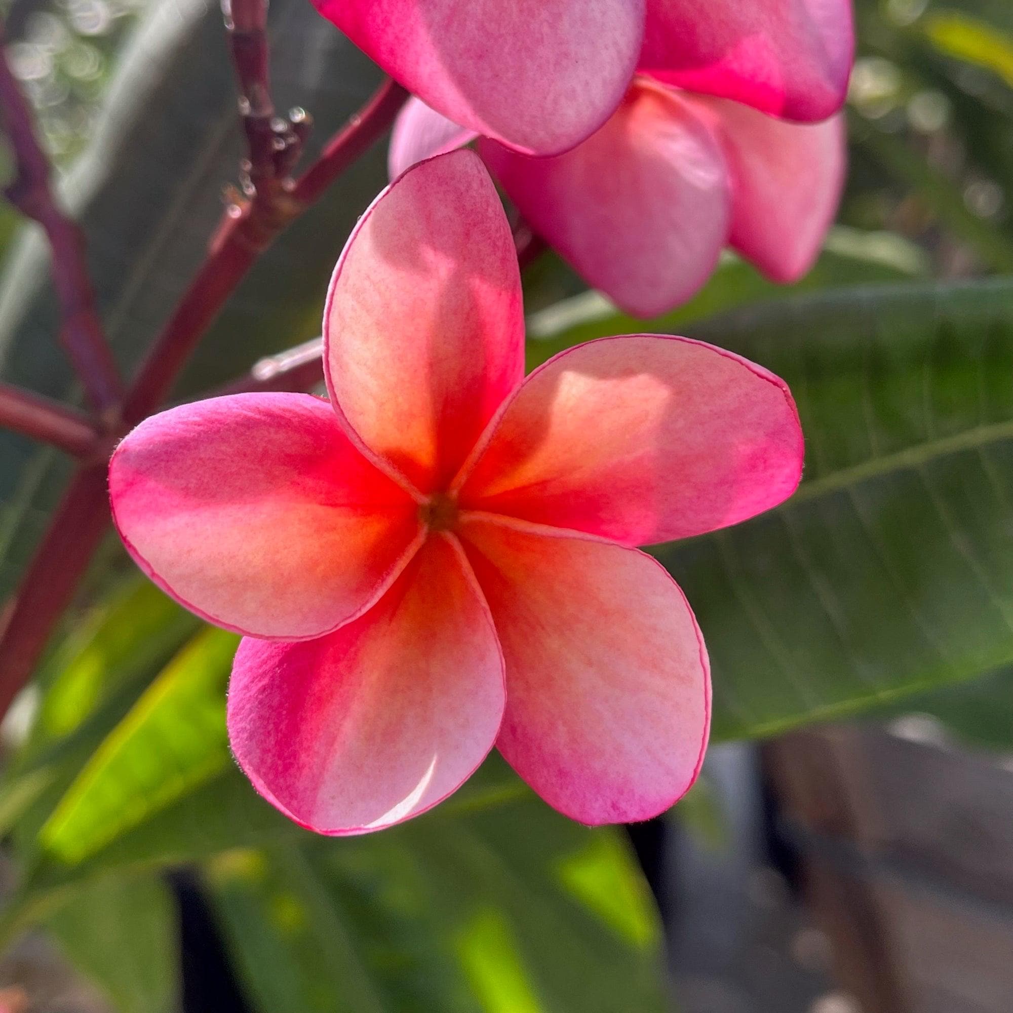 な*ん様 プルメリア　ファイヤーブラスト　Plumeria Fire blast Fireblast Plumeria