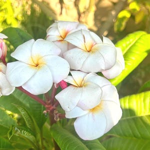 Dwarf Plumeria Rooted Cutting, Compact Tropical Fragrant Flower Plant, Live Miniature Plumeria, Easy Care Patio or Indoor Plant