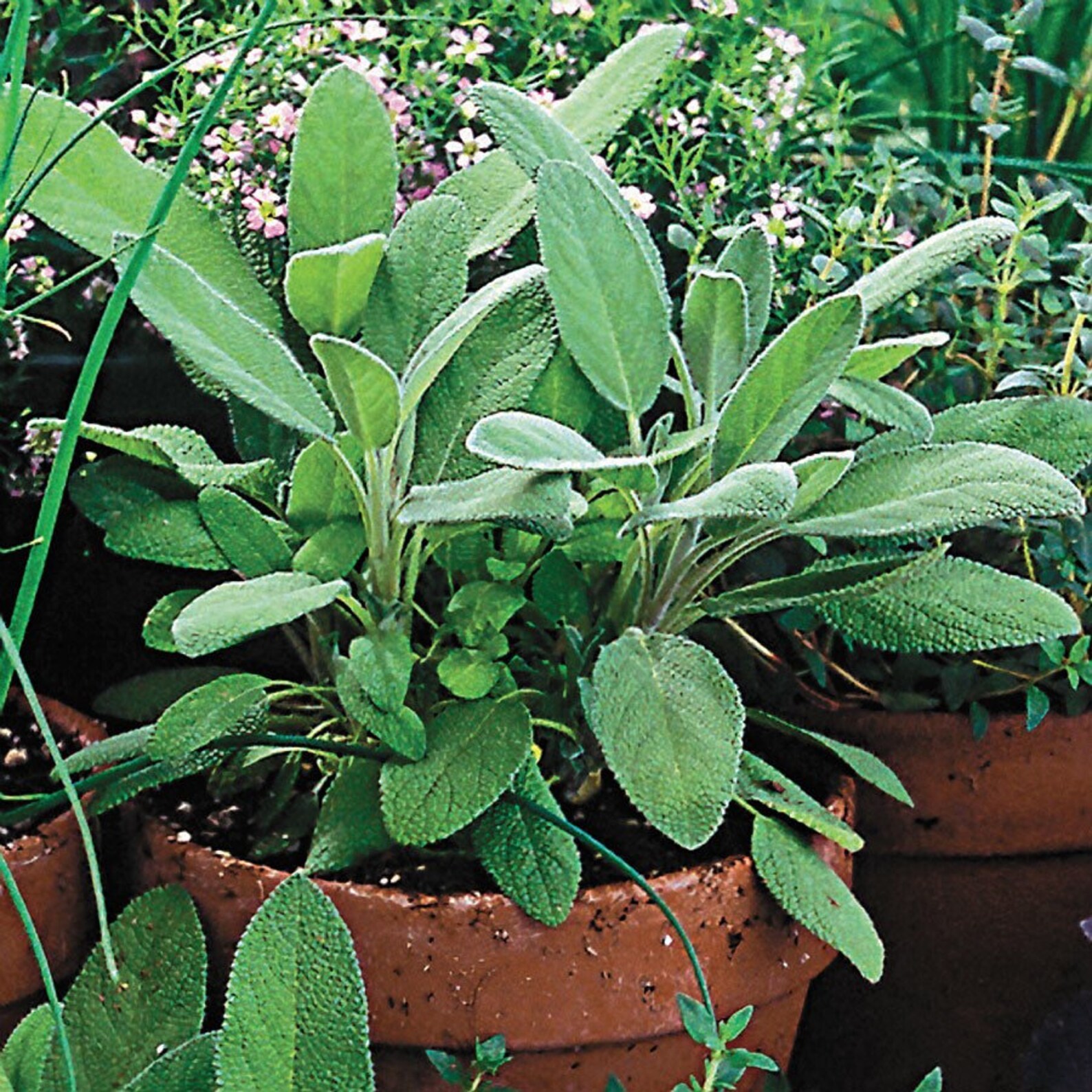 Garden Sage Herb Starter Plant A Perfect Housewarming Gift Garden Sage Herb Starter Plant A Perfect Housewarming Gift