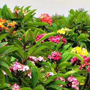 Dwarf Plumeria Plant A Perfect Gift OUR GUARANTEE image 2