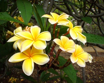 Yellow Flowers Inca Gold Plumeria, A Perfect Housewarming Gift OUR GUARANTEE