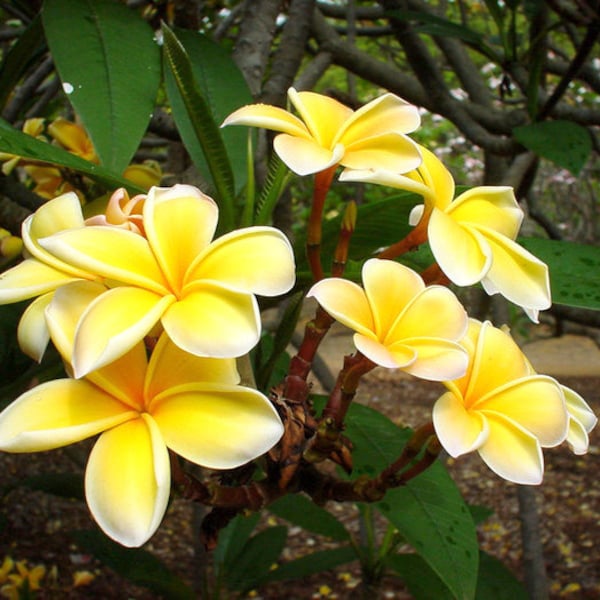 Plumeria Wedding - Etsy