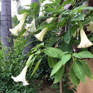 Angel Trumpet Brugmansia Suaveolens Plant Easy To Grow OUR GUARANTEE image 4