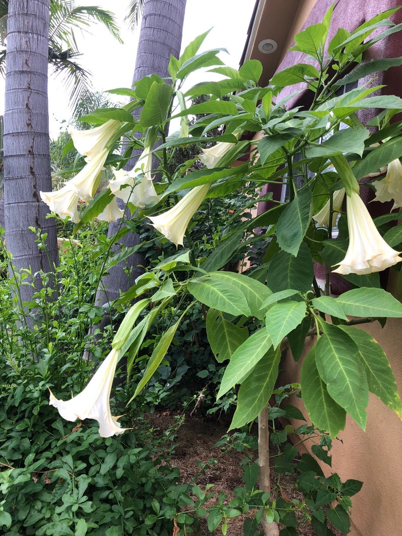 Angel Trumpet Brugmansia Suaveolens Plant Easy To Grow OUR GUARANTEE image 4