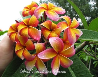 Puede incluir: Un racimo de flores de plumeria con pétalos en degradado de tonos amarillos, naranjas y rosas, cubiertos de pequeñas gotas de agua. El texto Brad's Buds and Blooms es visible en la parte inferior de la imagen sobre hojas verdes.