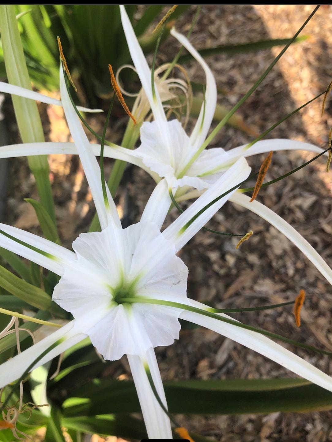 Fragrant Beach Spider Lily Plant | Hymenocallis Littoralis | White