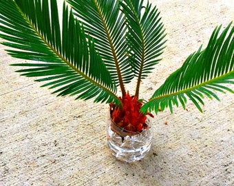 Two Unrooted Seedlings Bonsai Tree Sago Palm, Easy To Grow, OUR GUARANTEE