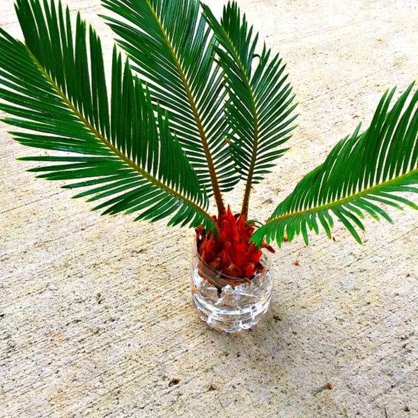 Two Unrooted Seedlings Bonsai Tree Sago Palm, Easy To Grow, OUR GUARANTEE