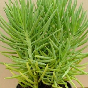 Senecio Barbertonicus Succulent Cutting Easy To Root Our GUARANTEE image 2