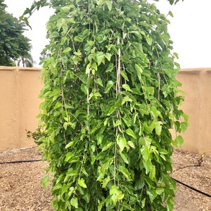 Weeping Mulberry Tree – Unique Ornamental Shade Tree – Live Plant for Garden or Landscape – Fast Growing – Hardy & Low Maintenance