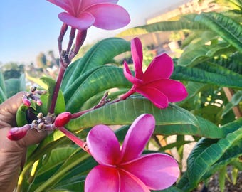 Pink Plumeria Plant – Fragrant Tropical Frangipani – Live Rooted Cutting