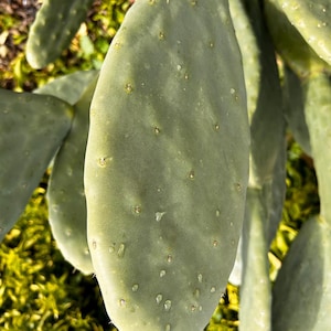Prickly Pear Cactus, Live Opuntia Plant, Easy Care Succulent for Indoor & Outdoor, Low Maintenance Desert Plant, Drought Tolerant Houseplant