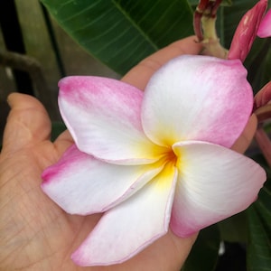 Belles fleurs de plumeria rose Un cadeau parfait NOTRE GARANTIE image 1