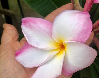 Pink Plumeria Plant – Live Rooted Frangipani, Tropical Scent