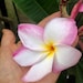 see more listings in the Plumeria Plants section