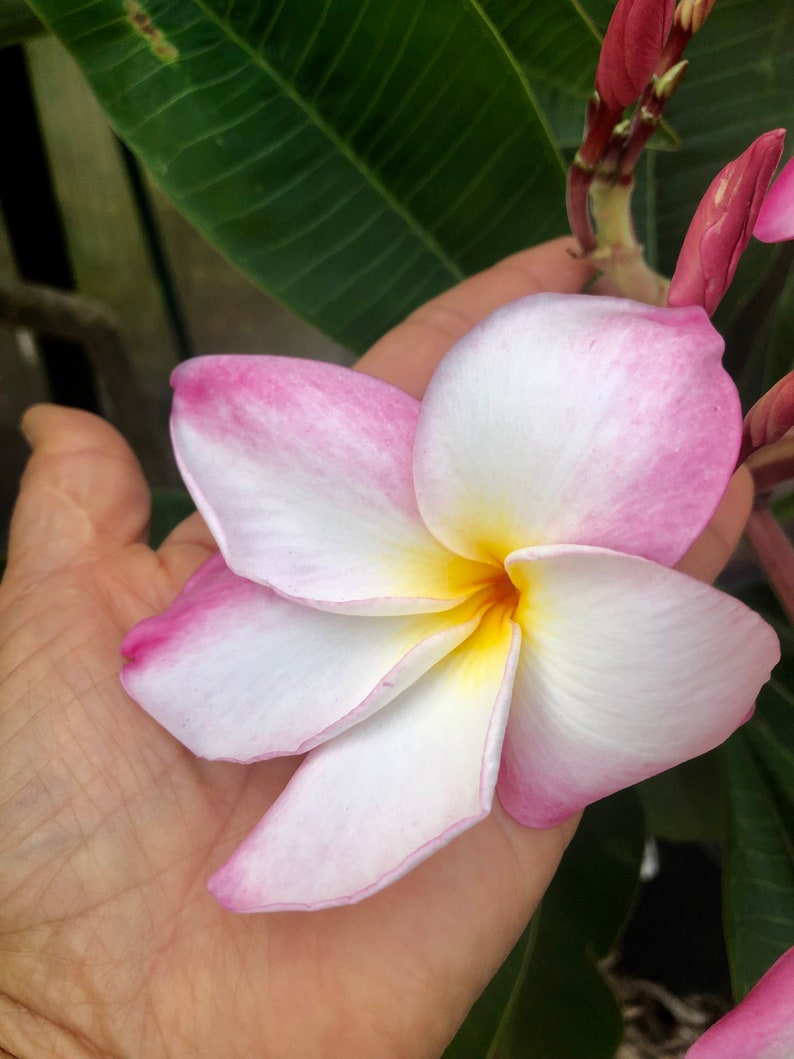 Belles fleurs de plumeria rose Un cadeau parfait NOTRE GARANTIE image 1