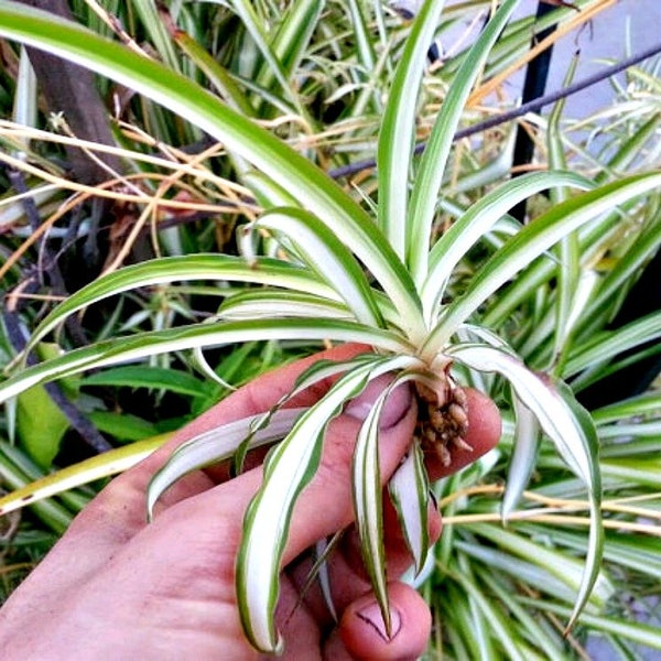 Baby Spider Plant Etsy