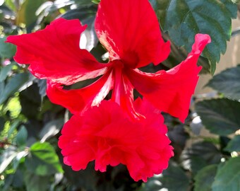 Tropical Hibiscus Flowers