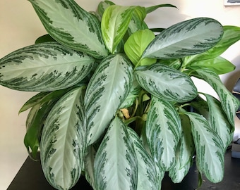 Bidadari Aglaonema 8 - Etsy