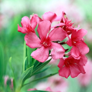 Dwarf Oleander Nerium Plant Pink Flower Easy to Grow OUR GUARANTEE bright pink