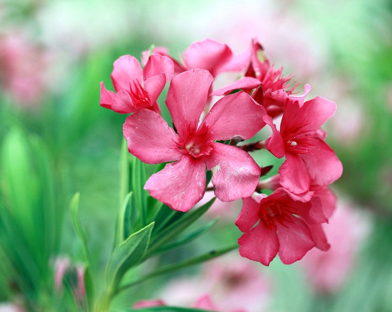 Dwarf Oleander Nerium Plant Pink Flower Easy to Grow OUR GUARANTEE bright pink