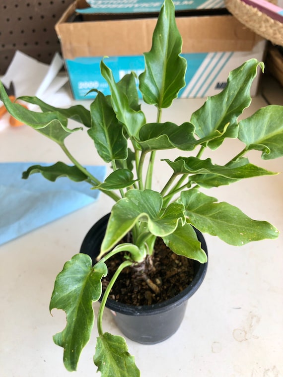 Garden & Patio Philodendron Xanadu Send Bare Roots Rare House Plant