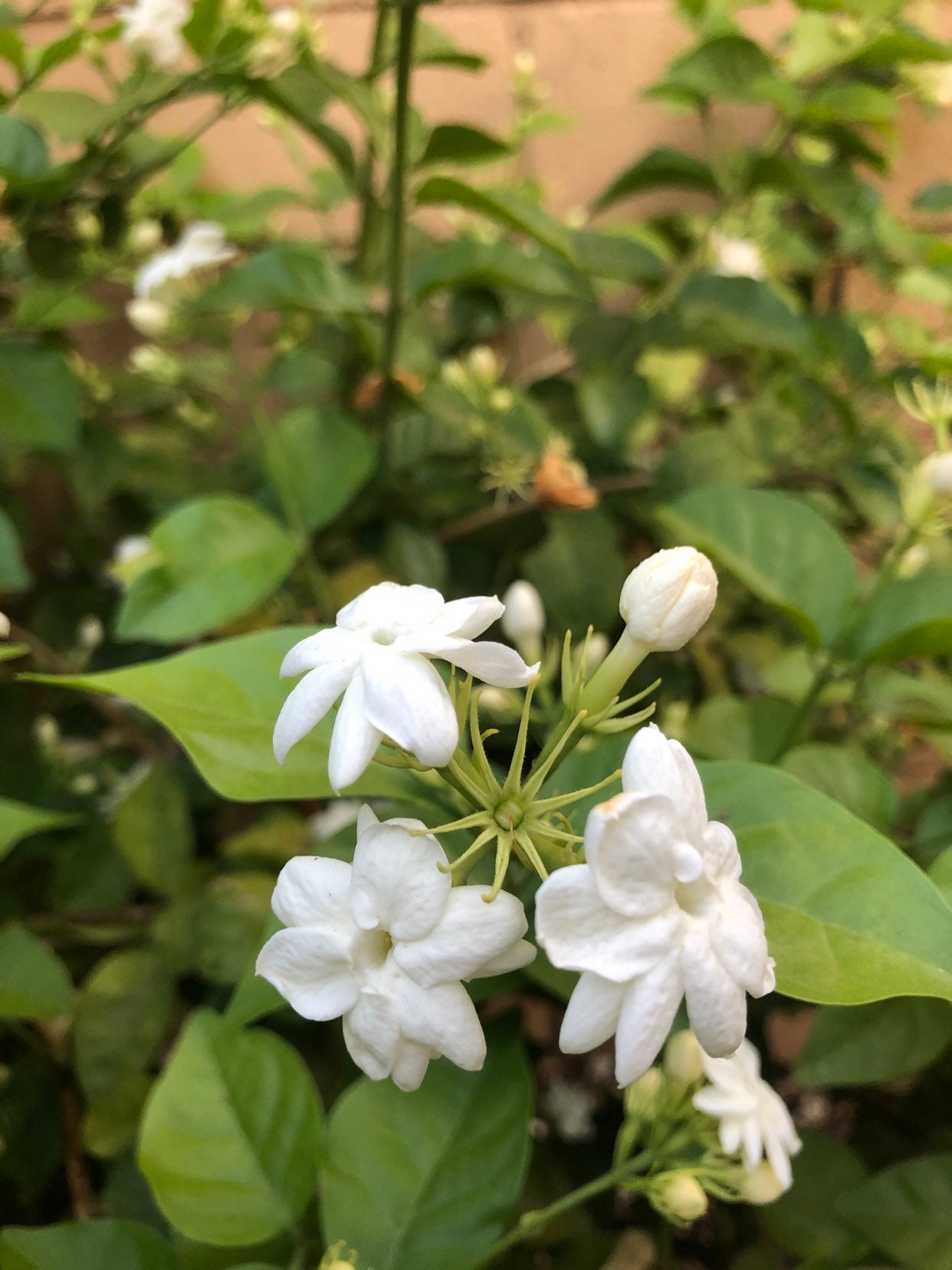 Ohio Grown Arabian Tea Jasmine Plant White Jasmine Arabian Etsy