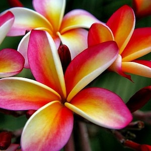 Live Plumeria Plant, Fragrant Hawaiian Flowering Tree, Ships Potted, Easy Tropical Houseplant