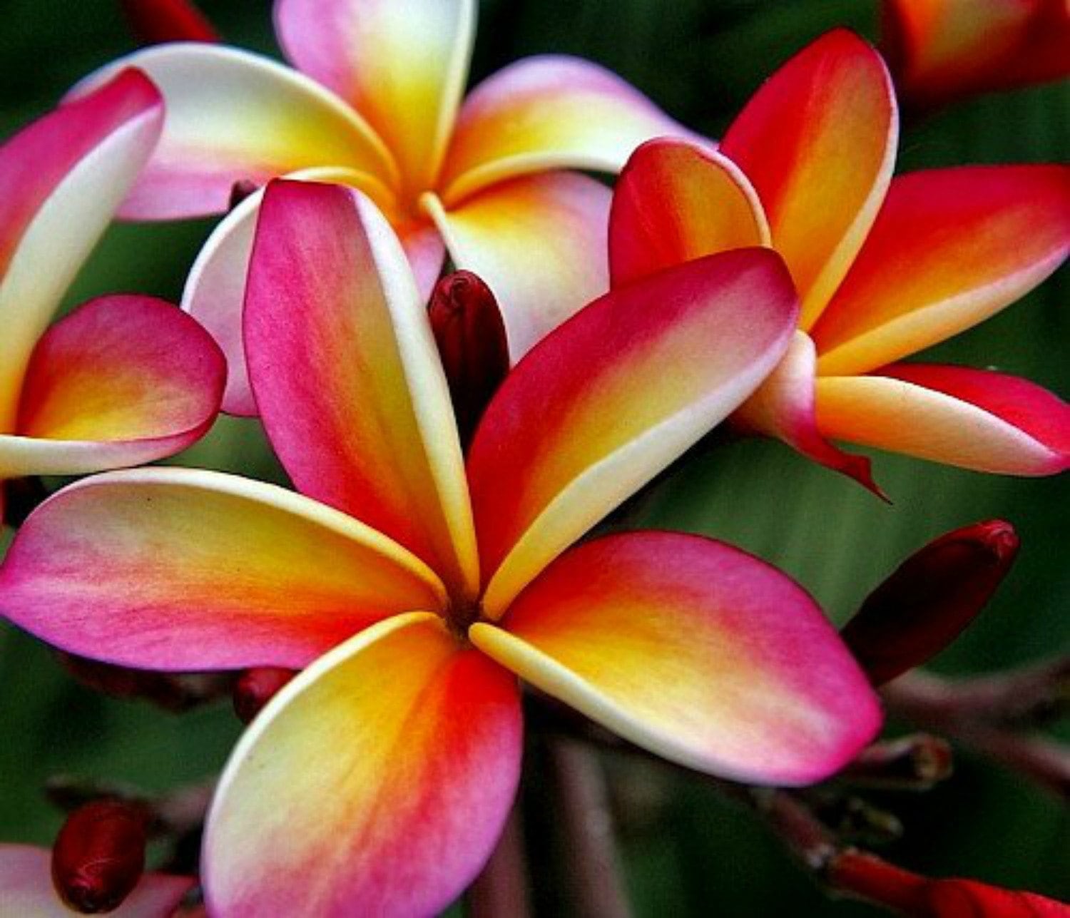 Rainbow Plumeria Choco Delight A Perfect Gift OUR GUARANTEE - Etsy