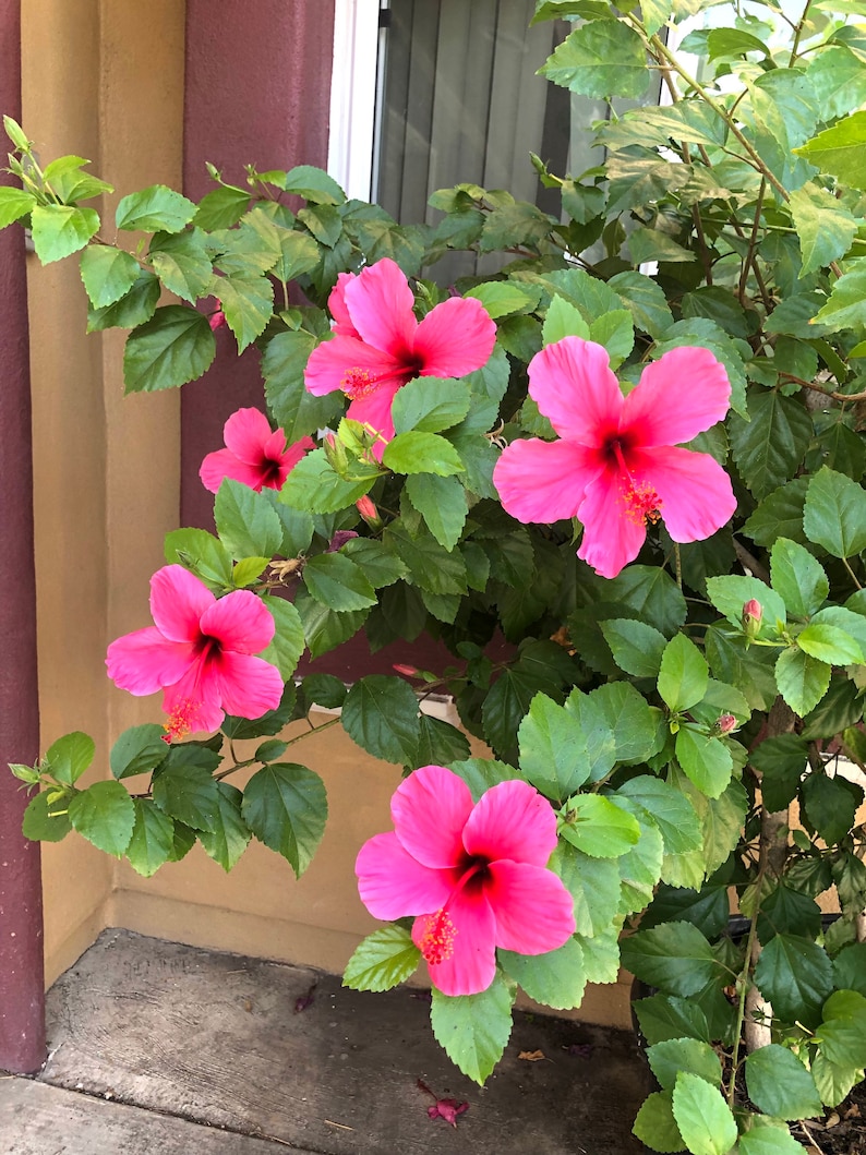 Hibiscus Plant Single Red Flowers Easy To Grow OUR GUARANTEE image 3