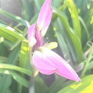 Naked Lady Lily Bulb – Amaryllis belladonna – Pink Flower Bulb – Fall Blooming Perennial – Live Bulb 画像 6