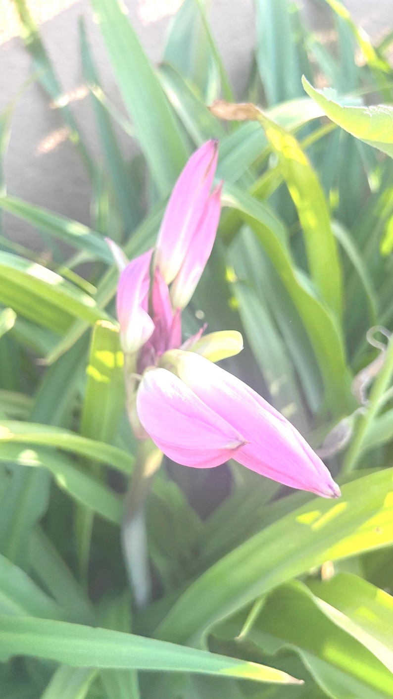 Naked Lady Lily Bulb – Amaryllis belladonna – Pink Flower Bulb – Fall Blooming Perennial – Live Bulb 画像 6