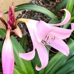 Naked Lady Lily Bulb – Amaryllis belladonna – Pink Flower Bulb – Fall Blooming Perennial – Live Bulb 画像 2