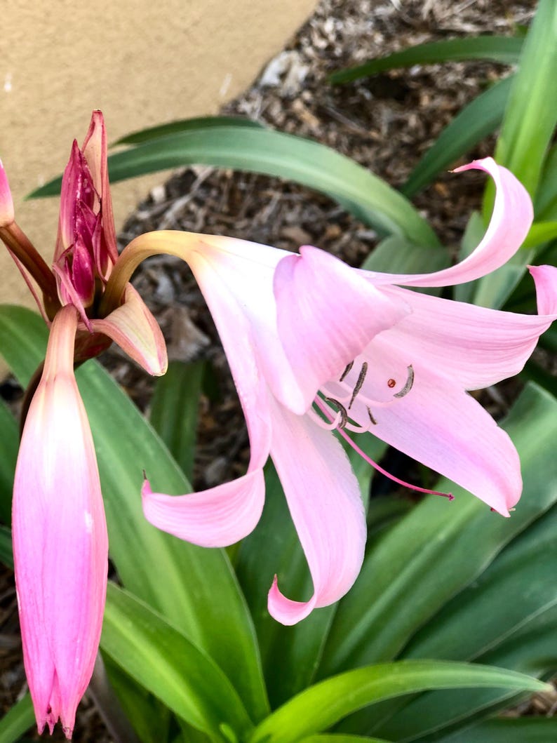 Naked Lady Lily Bulb – Amaryllis belladonna – Pink Flower Bulb – Fall Blooming Perennial – Live Bulb 画像 2