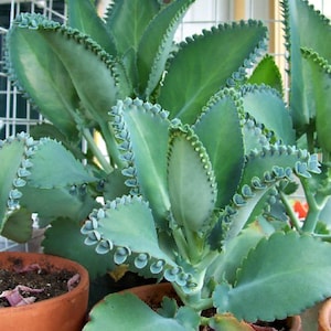 Mother of Thousands Succulents Plant A easy to grow, OUR GUARANTEE