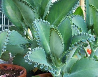 Mother of Thousands Succulent – Kalanchoe daigremontiana – Live Succulent Plant – Easy Care Houseplant – Drought Tolerant