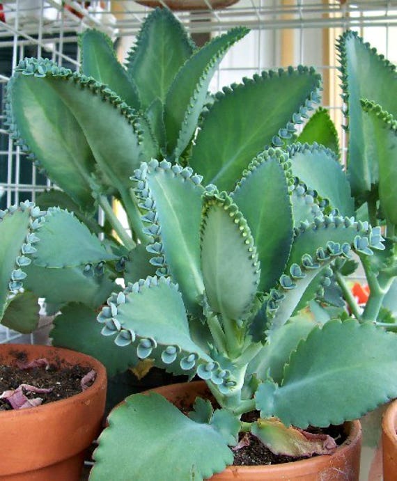 Mother of Thousands Succulents Plant A easy plant to grow