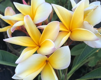 Yellow Plumeria Plant A Perfect Gift OUR GUARANTEE