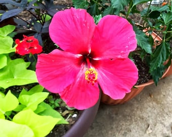 Rooted Hibiscus Starter Plant, Exotic Single Pink Flower, Live Pink Tropical Hibiscus